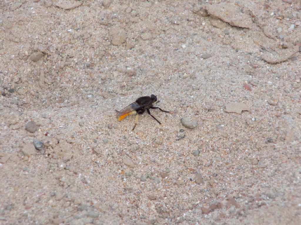 Northern Flare Fly