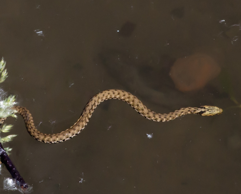 Dice Snake