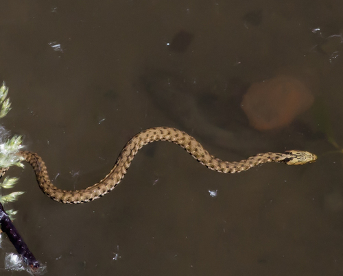 Tessellated Water Snake