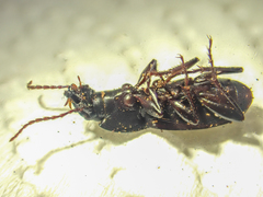 Pterostichus herculaneus