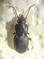 Pterostichus herculaneus