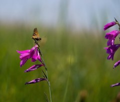 Gladiolus palustris