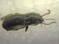 Pterostichus herculaneus