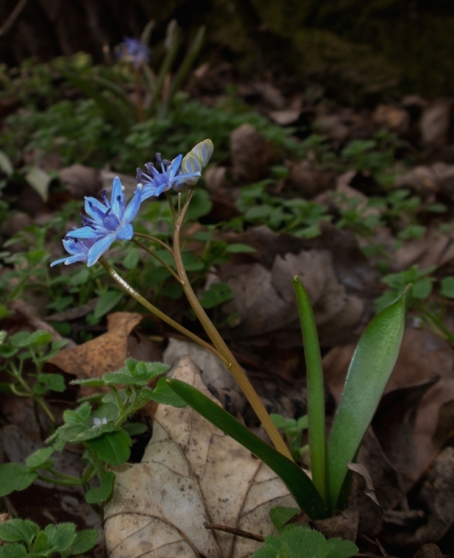 Scilla vindobonensis, Austria - Wien / Vienna