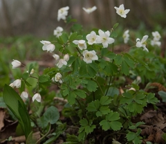 Isopyrum thalictroides