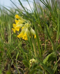 Primula veris veris