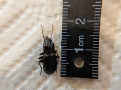 Pterostichus herculaneus