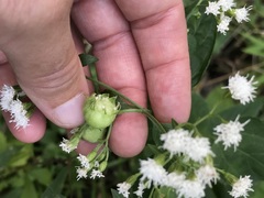 Schizomyia eupatoriflorae