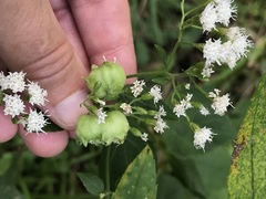 Schizomyia eupatoriflorae
