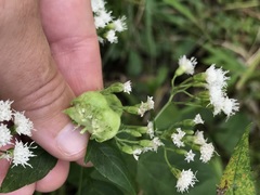 Schizomyia eupatoriflorae