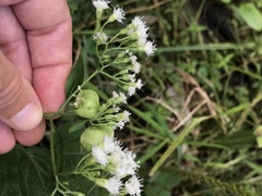 Schizomyia eupatoriflorae