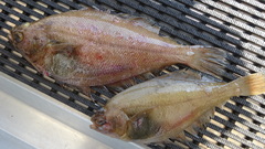 Citharichthys sordidus