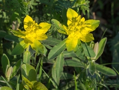 Euphorbia epithymoides