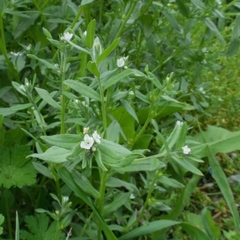 Buglossoides arvensis arvensis