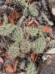 Opuntia × columbiana