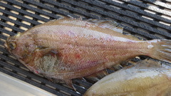 Citharichthys sordidus