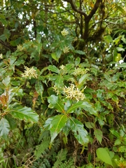 Arachnothryx monteverdensis