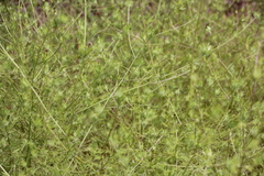 Cordylanthus rigidus setigerus