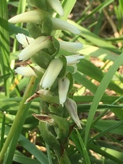 Spiranthes magnicamporum