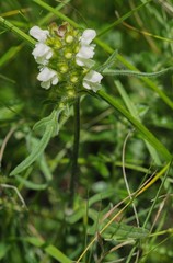 Prunella laciniata