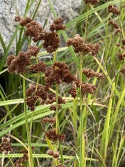 Juncus macrandrus