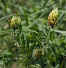 Trifolium ochroleucon