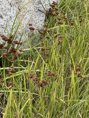 Juncus macrandrus