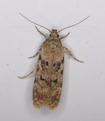 Chionodes thoraceochrella