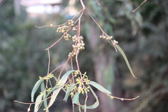 Magnoliopsida