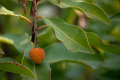 Arbutus × andrachnoides