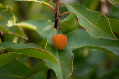Arbutus × andrachnoides