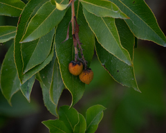 Arbutus × andrachnoides