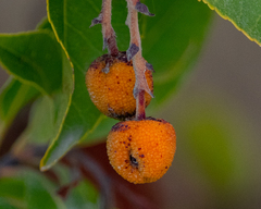 Arbutus × andrachnoides