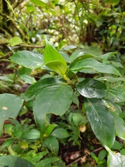 Palicourea axillaris