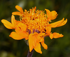 Raillardella pringlei