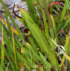 Raillardella pringlei