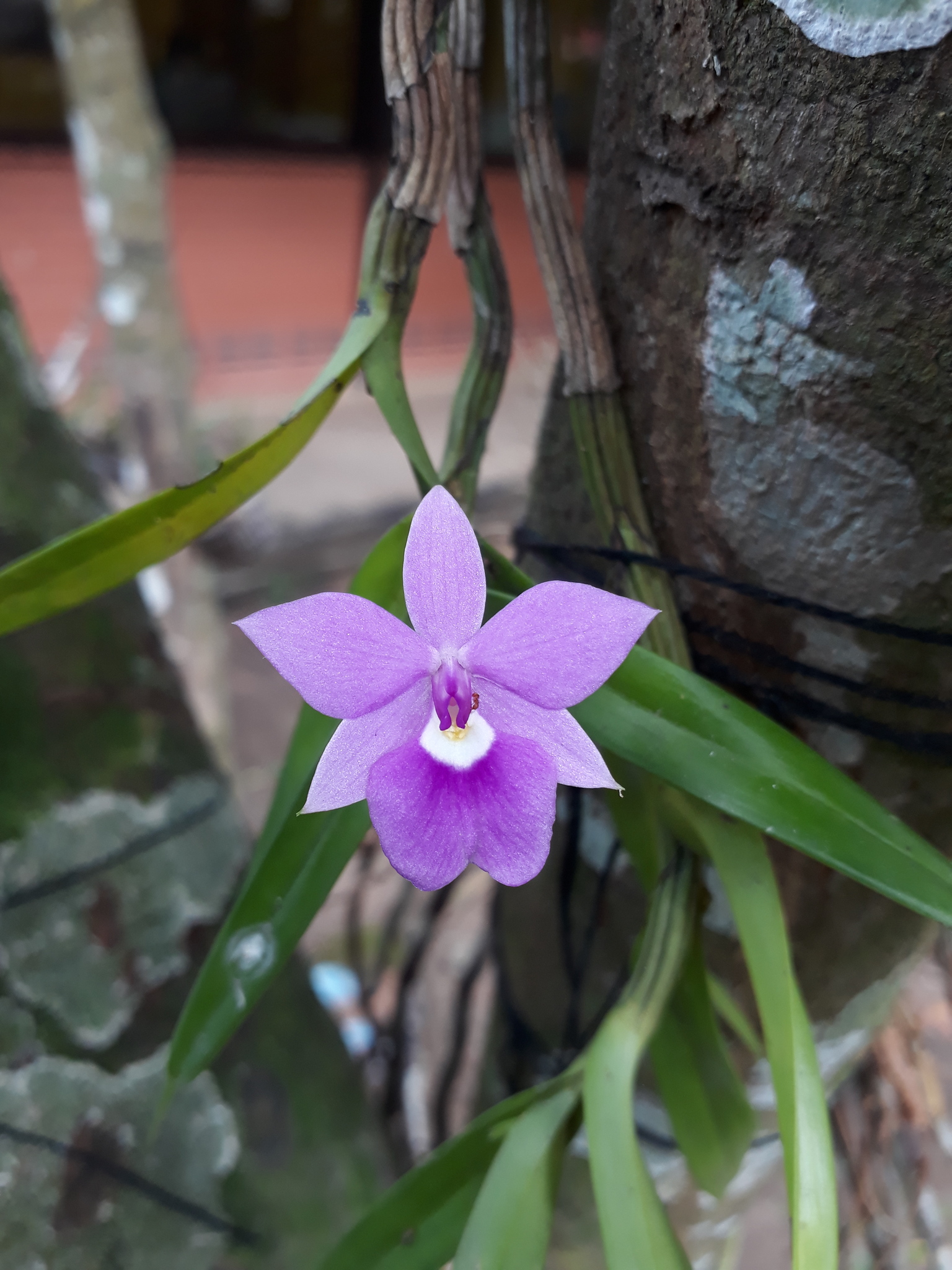Dimerandra