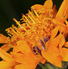 Raillardella pringlei