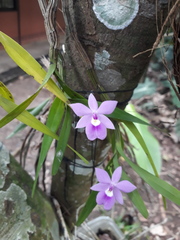 Dimerandra emarginata