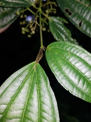 Miconia rubescens