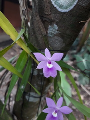 Dimerandra emarginata