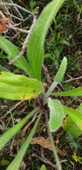 Plantago hispida
