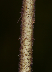 Raillardella pringlei