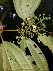 Miconia rubescens