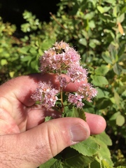 Spiraea alba latifolia