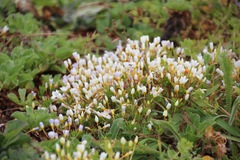 Leptosiphon rosaceus