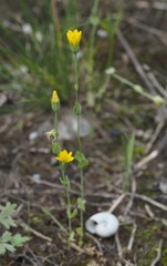 Blackstonia acuminata