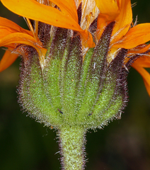 Raillardella pringlei
