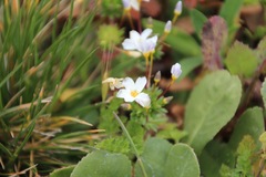 Leptosiphon rosaceus