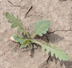 Engelmannia peristenia